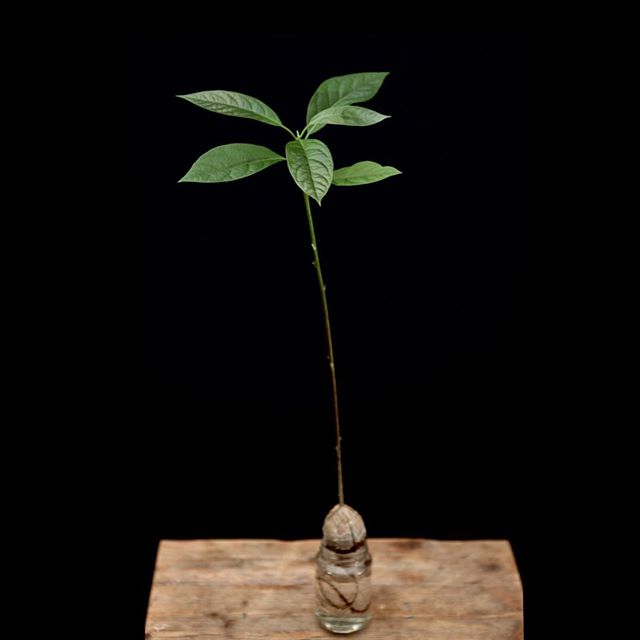 Avo – pretty cool to watch em grow.  #avocado #acocadoplant #avo #green #bailgun #magazine #gerdriegerphotography