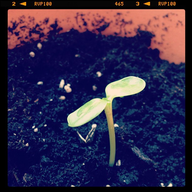 Plant